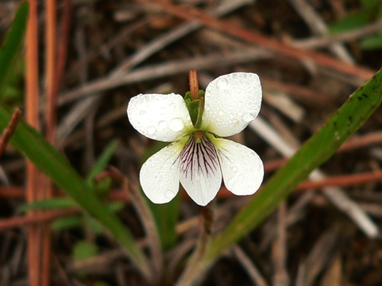 {Viola lanceolata var. vittata}